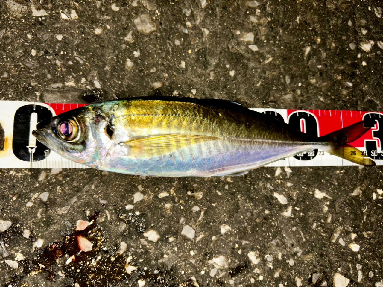 MajorCraft 鯵道 5G AD5-S622M/AJIの最安値・インプレ・釣果 | 本音の