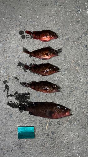 金沢水際線緑地（福浦岸壁）