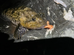 アイナメの釣果