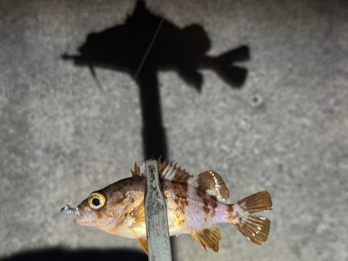 アカメバルの釣果