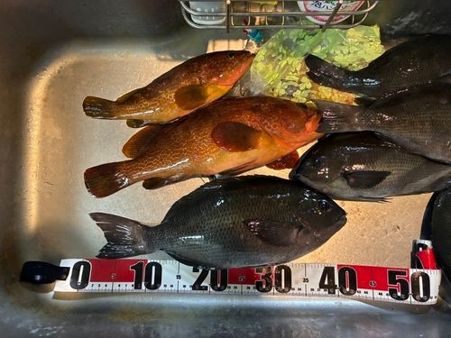 クチブトグレの釣果