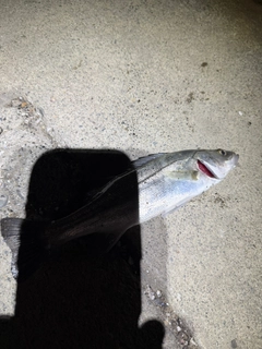 セイゴ（ヒラスズキ）の釣果