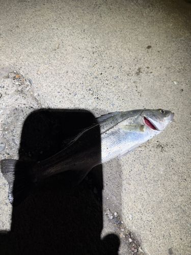 セイゴ（ヒラスズキ）の釣果