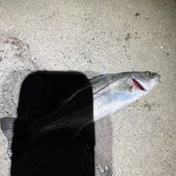 セイゴ（ヒラスズキ）