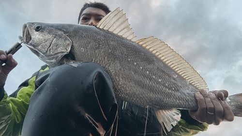 オオニベの釣果