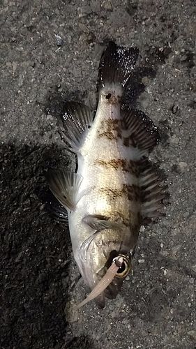 シロメバルの釣果