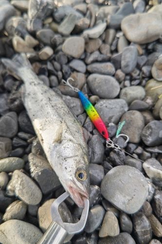 セイゴ（ヒラスズキ）の釣果