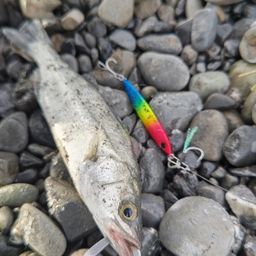 セイゴ（ヒラスズキ）