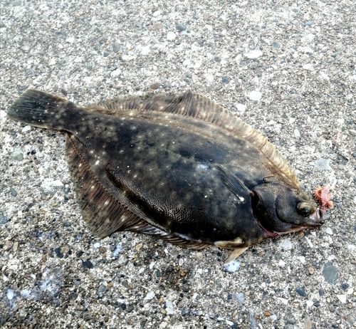 カレイの釣果