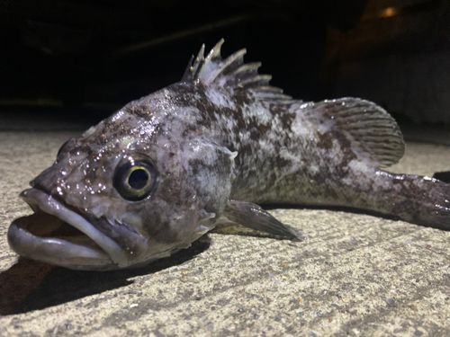 クロソイの釣果