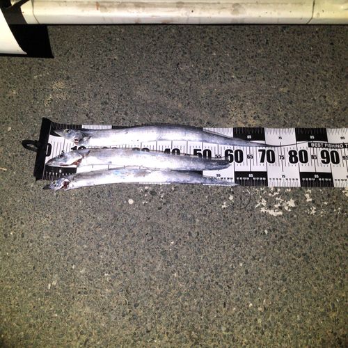 タチウオの釣果