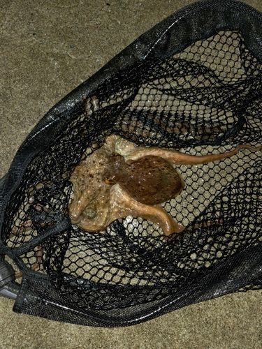 タコの釣果