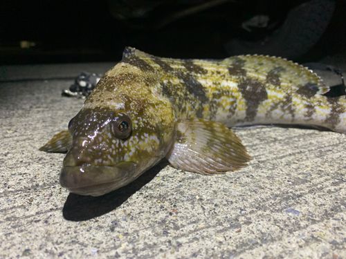 アイナメの釣果