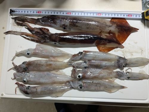スルメイカの釣果