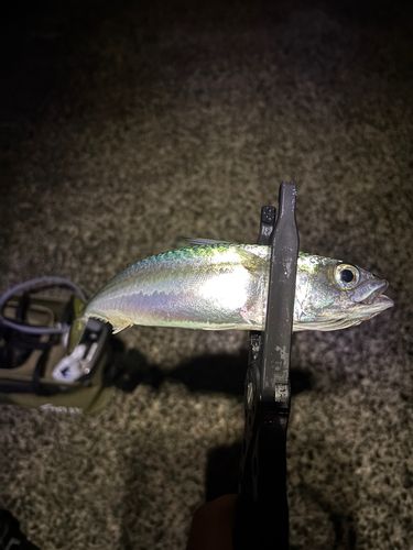 サバの釣果
