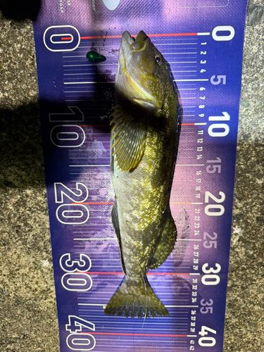 アイナメの釣果