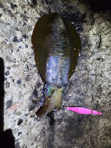 アオリイカの釣果