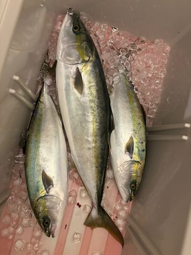 ハマチの釣果