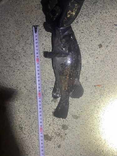 クロソイの釣果