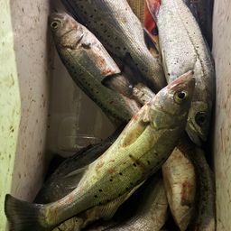 セイゴ（タイリクスズキ）