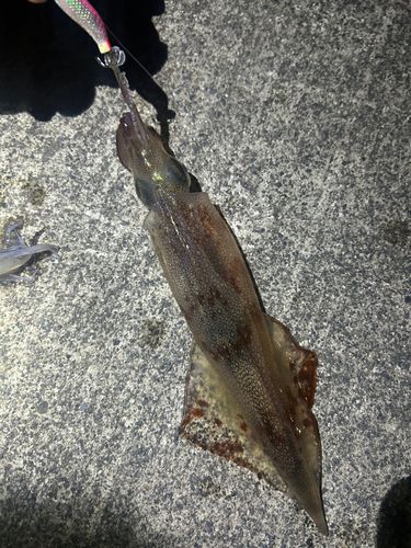 イカの釣果