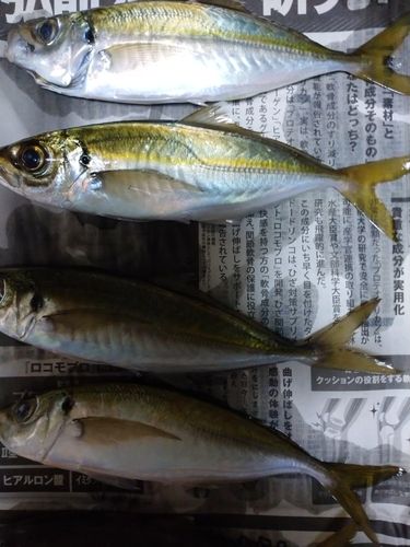 アジの釣果