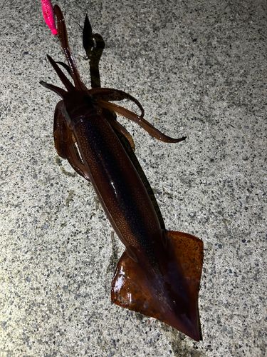 イカの釣果