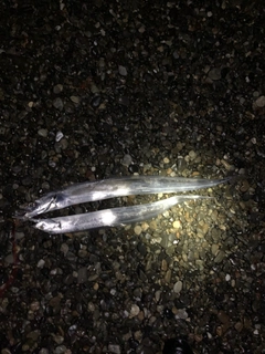 タチウオの釣果