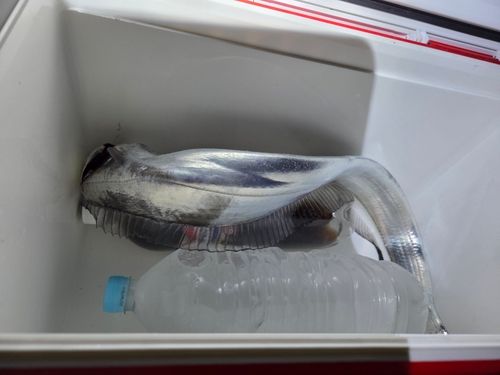 タチウオの釣果