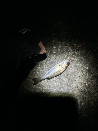 千葉港中央埠頭