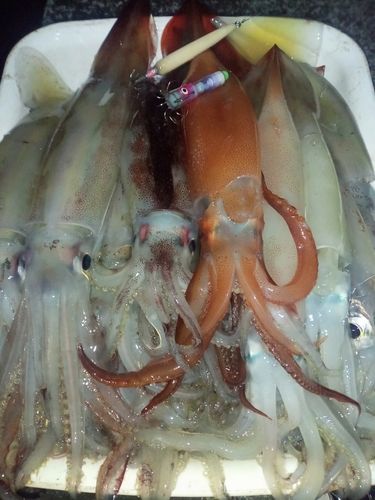 スルメイカの釣果