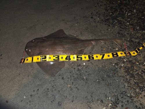 カスザメの釣果