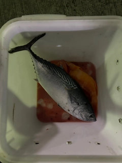 スマガツオの釣果