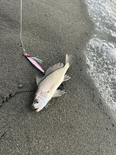イシモチの釣果