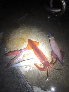 イカの釣果