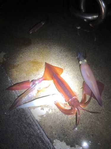 イカの釣果