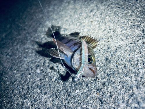 小名浜港市場前