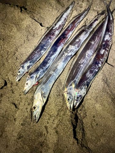 タチウオの釣果