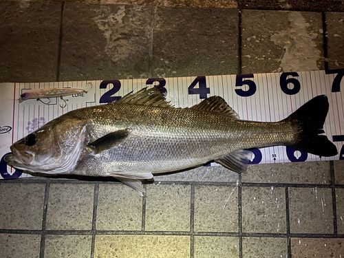 シーバスの釣果