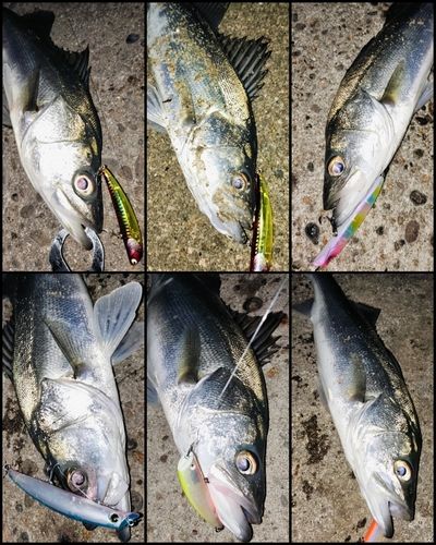 シーバスの釣果