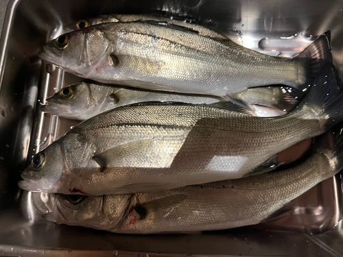 シーバスの釣果
