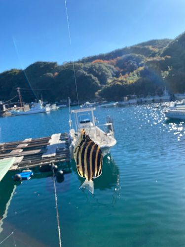 カゴカキダイの釣果