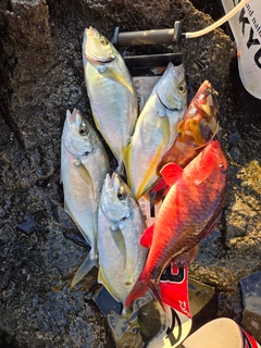 シマアジの釣果