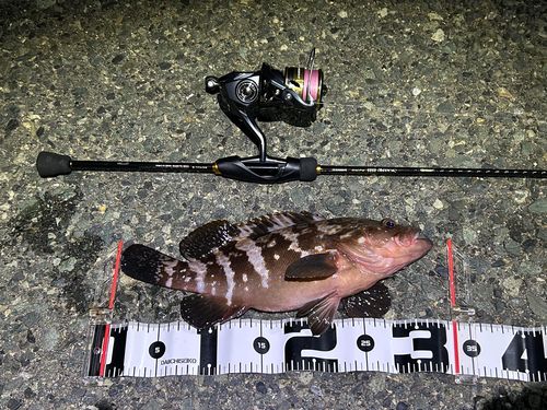 キジハタの釣果