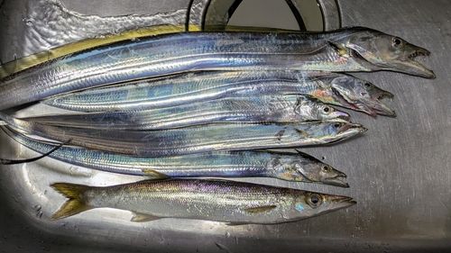 タチウオの釣果