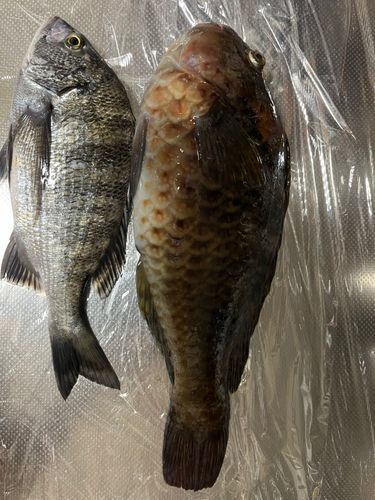 ブダイの釣果