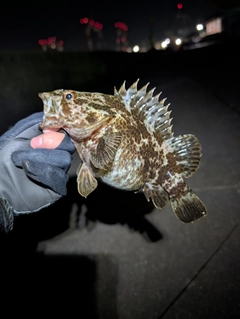 タケノコメバルの釣果