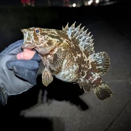 タケノコメバル