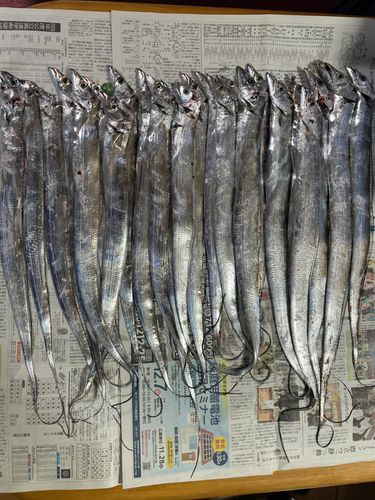 タチウオの釣果