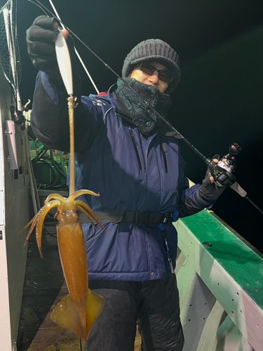 スルメイカの釣果